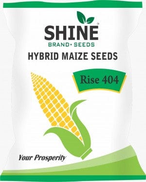 Shine Brans Seeds Maize Rise 404 Hybrid Seeds- 4Kg