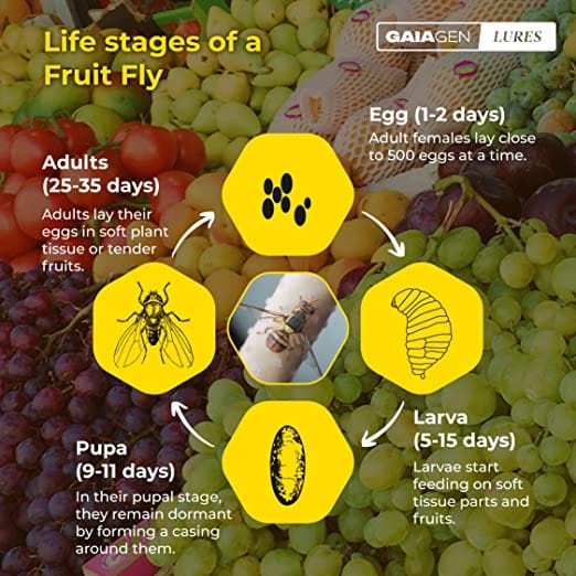 GAIAGEN Pheromone Lure for Fruit Fly (Bactrocera dorsalis) & Insect Fly Trap (Combo Pack)- Includes - 10 Lures & 10 Traps
