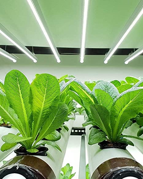 Pindfresh Hydroponic Grow Lights for Leafy Greens (10 W)
