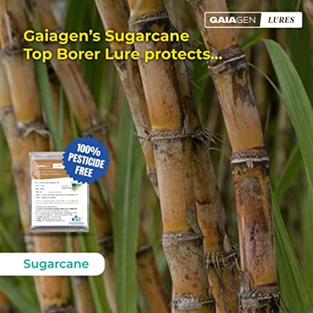 GAIAGEN Pheromone Lure for Sugarcane Top Borer (Scirpophaga excerptalis) - Pack of 10 (Does not Include Traps)