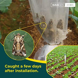 GAIAGEN Pheromone Lure for Tobacco Caterpillar ( Spodoptera litura) - Pack of 10