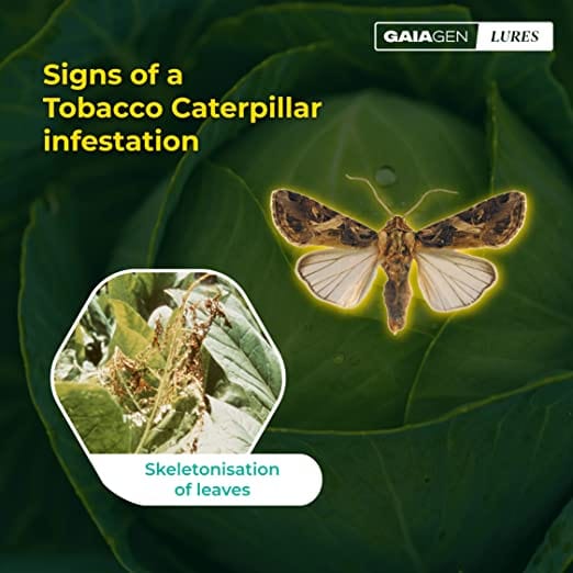 Buy Pheromone Lures for Tobacco Caterpillar (Spodoptera litura ...