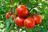 Aero Seeds Tomato Seeds (100 Seeds)