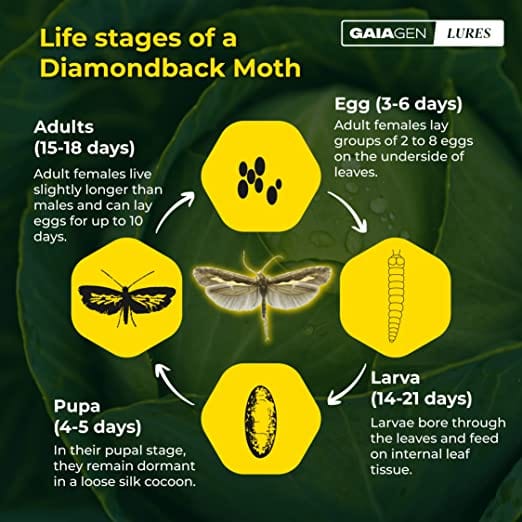 GAIAGEN Pheromone Lure for Diamondback Moth (Plutella xylostella) & Insect Water Trap 1.6L (Combo Pack)- Include - 10 Lures & 10 Traps