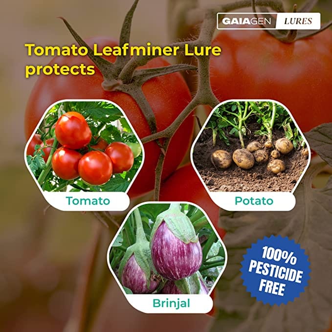 GAIAGEN Pheromone Lure for Tomato Leaf Miner (Tuta absoluta)- Pack of 10