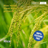 GAIAGEN Pheromone Lure for Rice Yellow Stem Borer (Scirpophaga incertulas)- Pack of 10