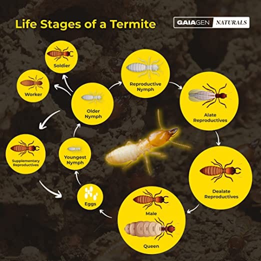 GAIAGEN Naturals for Termites in Soil- 1 Kg (100% Pesticide-Free Solution)