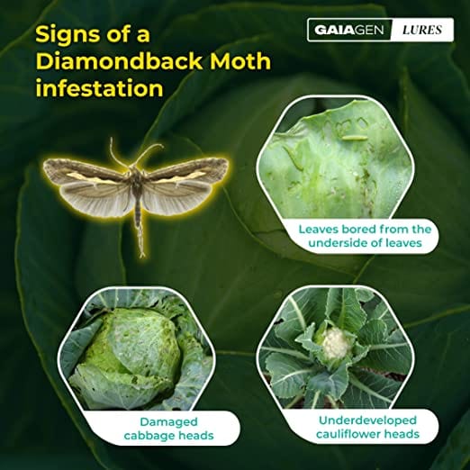 GAIAGEN Pheromone Lure for Diamondback Moth (Plutella xylostella) | Pack of 10