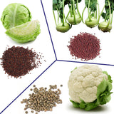 Shiviproducts Cauliflower, Cabbage and Turnips Seeds Combo