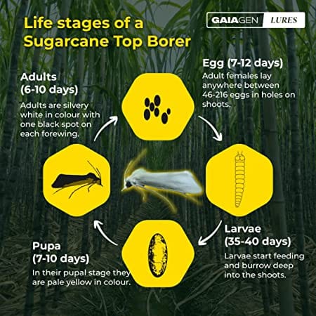 GAIAGEN Sugarcane Top Borer Combo Pack - Pheromone Lure for Sugarcane Top Borer (Scirpophaga excerptalis) & Insect Funnel Trap