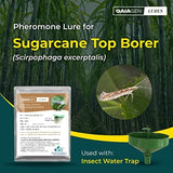 GAIAGEN Sugarcane Top Borer Combo Pack - Pheromone Lure for Sugarcane Top Borer (Scirpophaga excerptalis) & Insect Water Trap