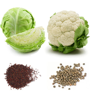 Cauliflower and Cabbage Seeds