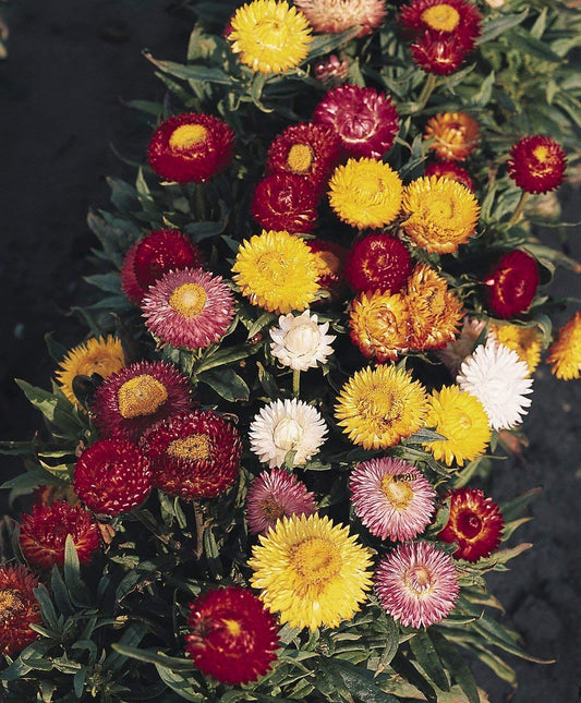 Aero Seeds Helichrysum Mix Flower Seeds (100 Seeds Pack)