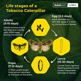 GAIAGEN Pheromone Lures for Tobacco Caterpillar (Spodoptera litura) & Insect Funnel Trap (Combo Pack)- Include - 10 Lures & 10 Traps