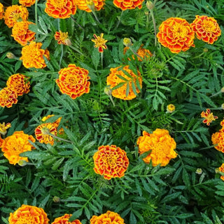 African Marigold Flower (100 Seeds)