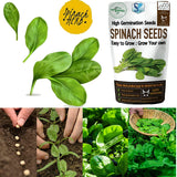 Shiviproducts Spinach (Palak) Seeds