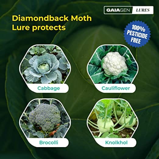 GAIAGEN Pheromone Lure for Diamondback Moth (Plutella xylostella) | Pack of 10