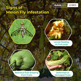 GAIAGEN Pheromone Lure for Melon Fly (Bactrocera cucurbitae)- Pack of 10