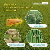 GAIAGEN Pheromone Lure for Rice Yellow Stem Borer (Scirpophaga incertulas)- Pack of 10