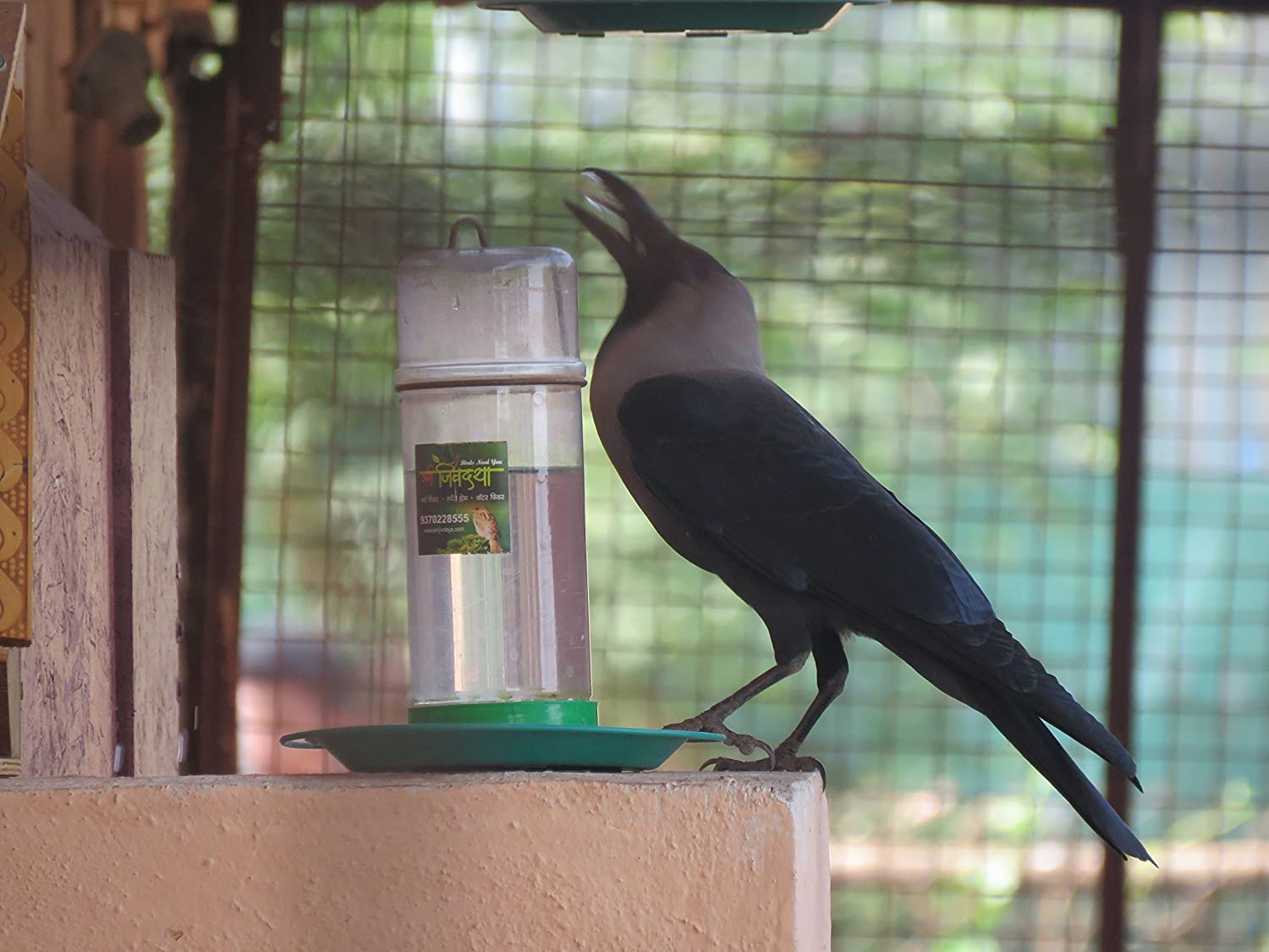 Amijivdaya Bird Water Feeder (Medium, 1 Litre)