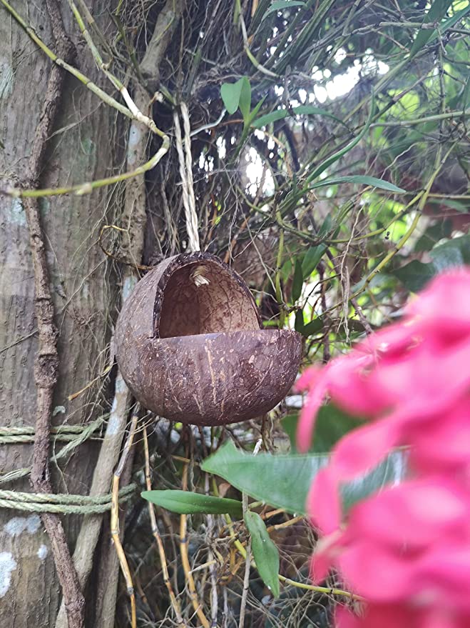 Mats Avenue Open Bird Feeder Made of Coconut Shell (Hand Crafted)