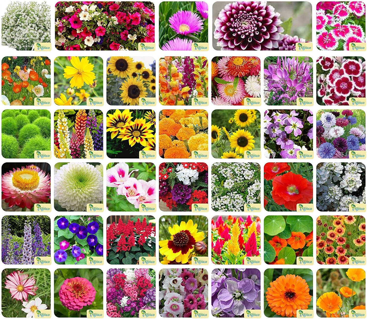 Buy Flowering Plant Seeds (40 Varieties, 2295+ Seeds) - Combo Pack at ...