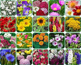 Aero Seeds Flowering Plant Seeds Combo (20 Varieties, 640+ Seeds) - Combo Pack