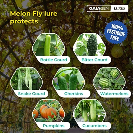 GAIAGEN Pheromone Lure for Melon Fly (Bactrocera cucurbitae) & Insect Fly Trap (Combo Pack)- Include - 10 Lures & 10 Traps
