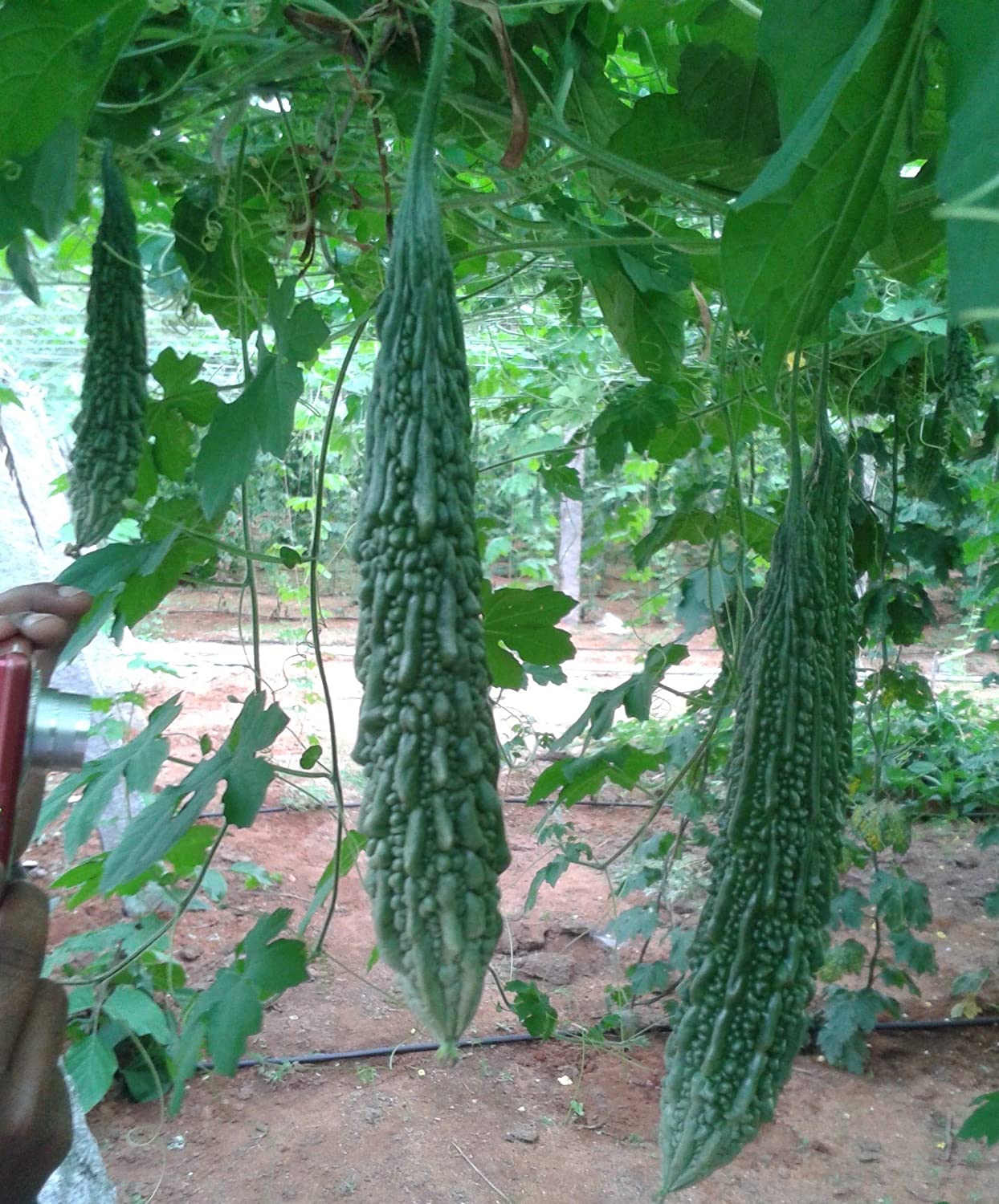 Shine Brand Seeds F1 Luca Bitter Gourd/ Karela Seeds