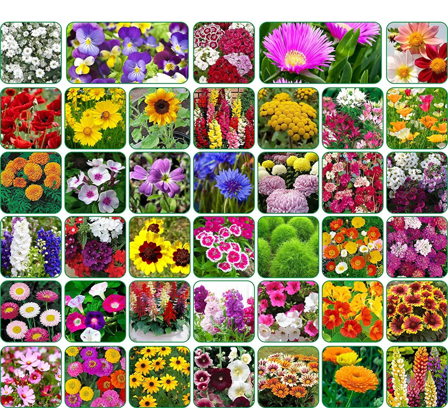 Aero Seeds Summer Flowering Plant Seeds with Instruction Manual (40 Varieties, 2275+ Seeds) - Combo Pack