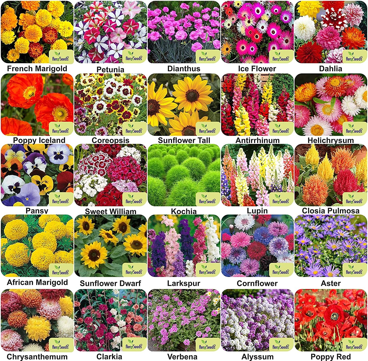 Aero Seeds Flower Seeds (25 Varieties, 1380+ Seeds) - Combo Pack