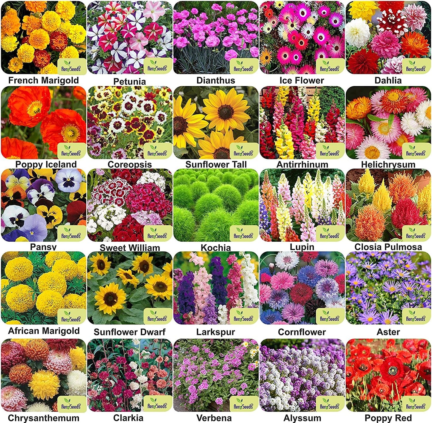 Aero Seeds Flower Seeds (25 Varieties, 1380+ Seeds) - Combo Pack