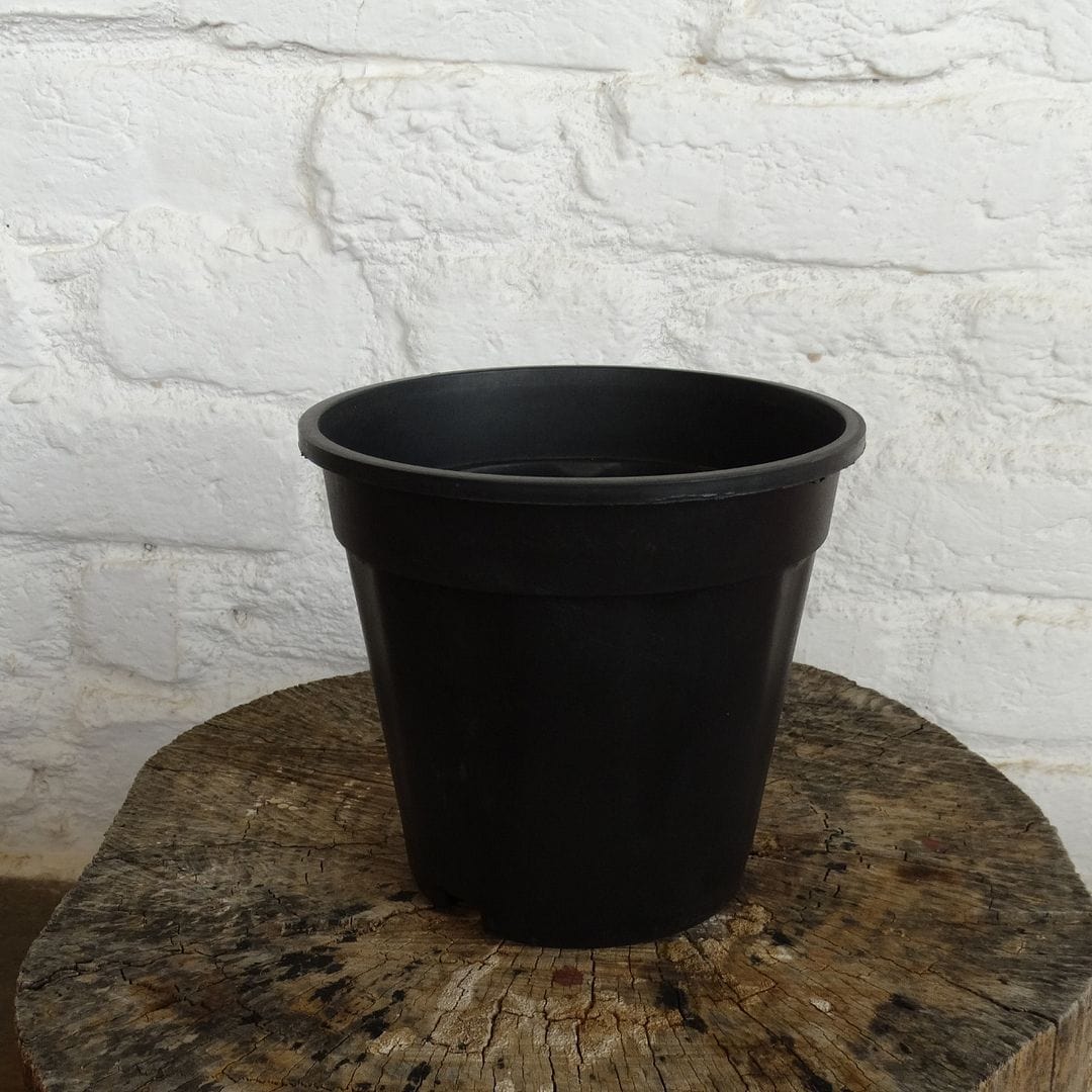 HARSHDEEP Plastic Grower Pot, Dia-6 Inch
