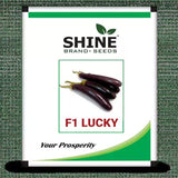 Shine Brand Seeds F1 Lucky Brinjal/ Began Seeds (10 Grams)