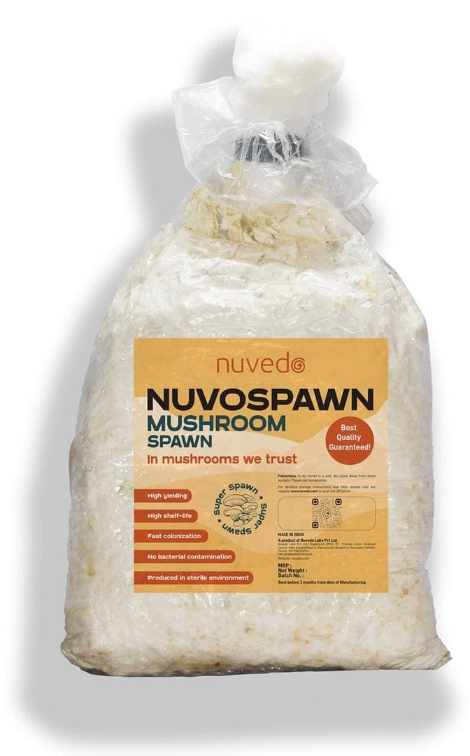 Nuvedo Oyster Mushroom Spawn (1 Kg)
