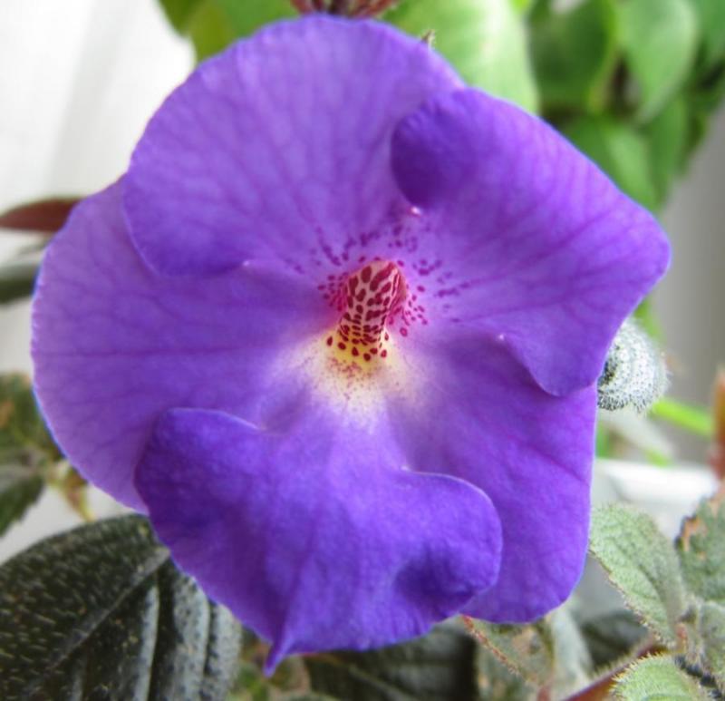 Paudhshala Achimenes Purple Seed Bulb