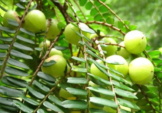 Paudhshala Indian Gooseberry (Amla) Seeds