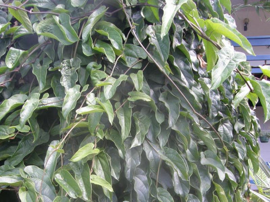 Paudhshala Indian Birthwort Tree (Dutchman's Pipe) Seeds