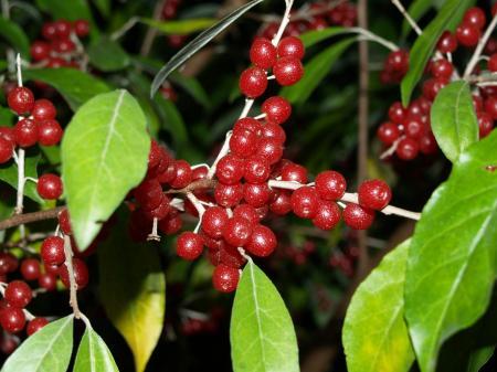 Paudhshala Autumn Olive (Elaeagnus Umbellata) Seeds