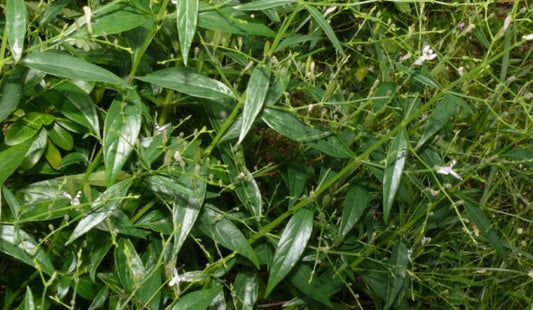 Paudhshala Kalmegh (Andrographis Paniculata) Seeds