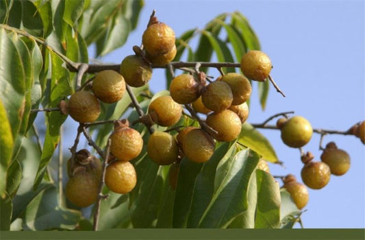 Paudhshala Ritha Seeds