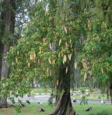 Paudhshala Saras (Albizia Lebbeck) Seeds