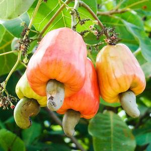 Paudhshala Cashew Nut Seeds
