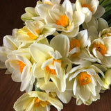 Paudhshala Daffodil White Lion Seed Bulb