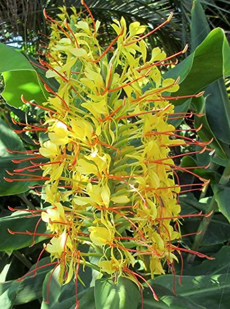 Paudhshala Hedychium Yellow (Ginger Lily) Seed Bulb