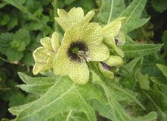 Paudhshala Hyoscyamus Niger Seeds