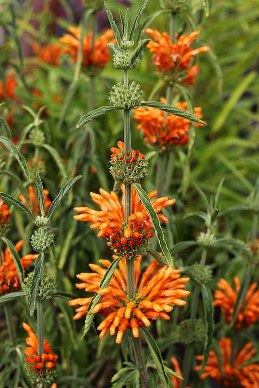 Paudhshala Leonotis Leonurus (Lions Tail) Seeds