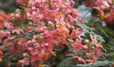 Paudhshala Cassia Javanica/Rainbow Shower Tree Seeds