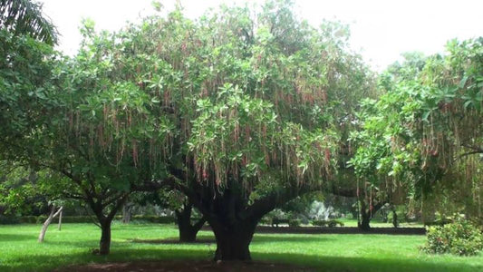 Paudhshala Indian Oak Tree Seeds