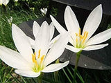 Paudhshala Zephyranthes Candida (White Rain Lily) Seed Bulb